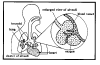 lungs.gif (8822 bytes)